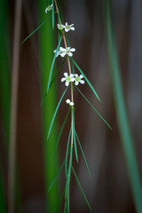 Baeckea linifolia