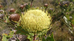 Banksia baxteri