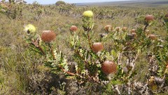 Banksia baxteri