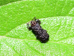 Octotoma scabripennis