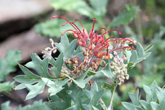 Grevillea bipinnatifida