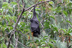 Pteropus poliocephalus