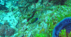 Chromis insolata