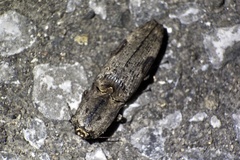 Cryptalaus larvatus pini