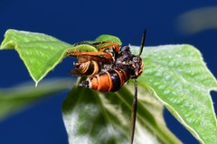 Codula