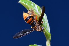 Codula