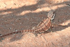 Pogona minor