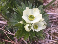 Anemonastrum villosissimum