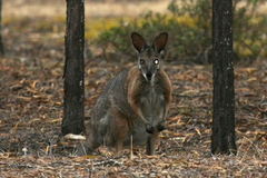 Notamacropus eugenii