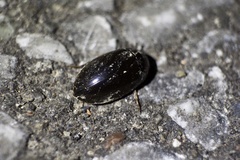 Sternolophus rufipes