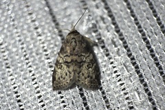 Bryophilina mollicula