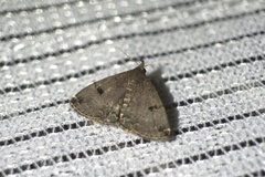 Sinarella rotundipennis