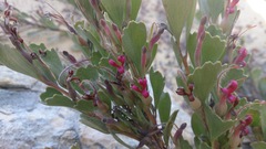 Adenanthos cuneatus