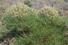 Hakea corymbosa