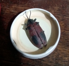 Coraliomela quadrimaculata