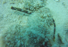 Cosmocampus albirostris