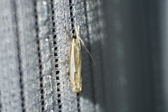 Crambus pseudargyrophorus