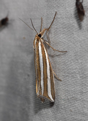 Hednota bivittella