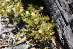 Acacia huegelii