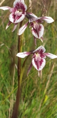 Diuris venosa