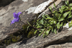 Campanula saxifraga