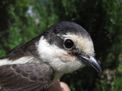 Masked Shrike photo 2