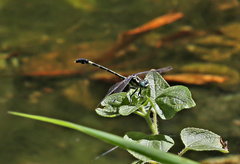 Austroepigomphus praeruptus