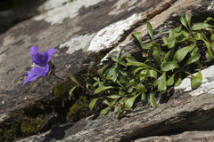 Campanula saxifraga