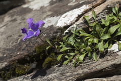 Campanula saxifraga