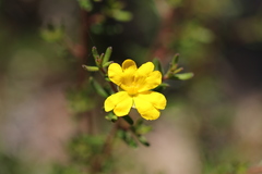 Hibbertia diamesogenos