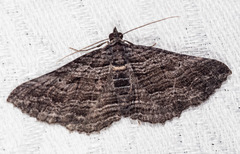 Chrysolarentia severata