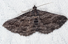 Chrysolarentia severata
