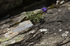 Campanula saxifraga