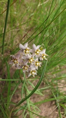 Asclepias flexuosa