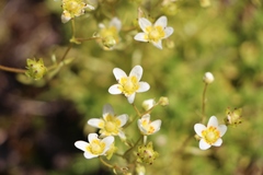 Saxifraga aspera