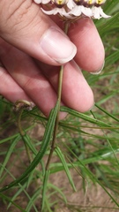 Asclepias flexuosa
