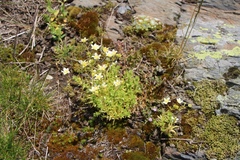 Saxifraga aspera
