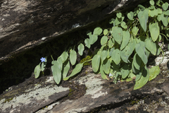 Omphalodes rupestris lojkae