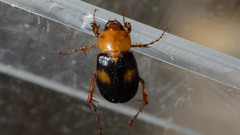 Phyllotocus bimaculatus