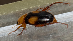 Phyllotocus bimaculatus