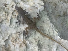 Anolis mestrei