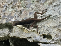 Anolis mestrei
