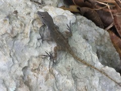 Anolis mestrei