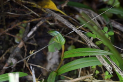Pterostylis auriculata