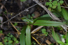 Pterostylis auriculata