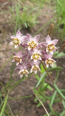 Asclepias flexuosa