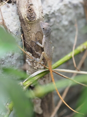 Anolis mestrei