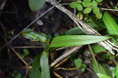 Pterostylis auriculata