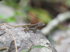 Anolis mestrei