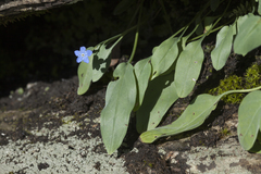 Omphalodes rupestris lojkae